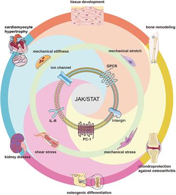 JAK/STAT pathway: Extracellular signals, diseases, immunity, and therapeutic regimens